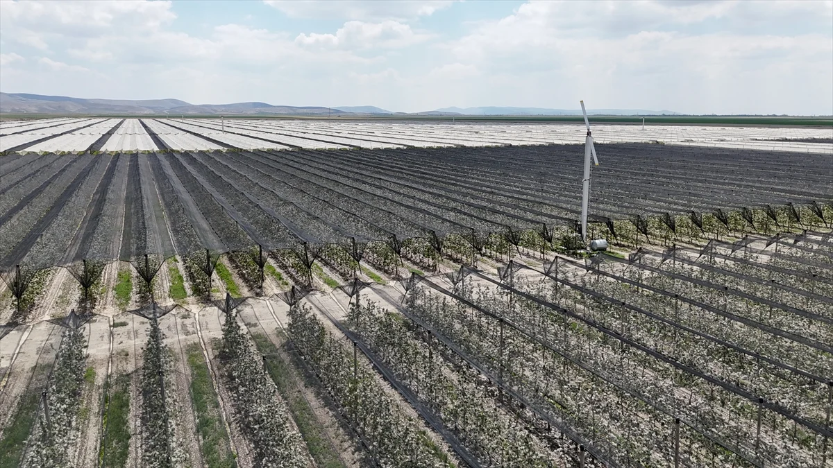 Karaman'daki elma bahçelerinde biyoteknik mücadele sayesinde ilaç kullanımı azaldı