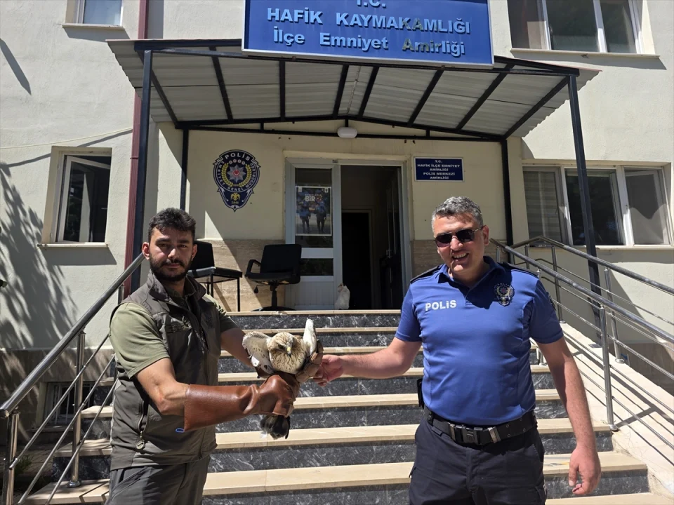 Sivas'ta polislerin bulduğu yaralı kartal yavrusu tedaviye alındı