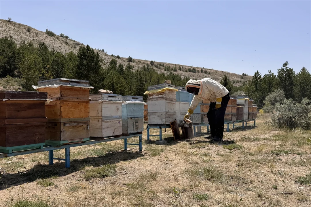 Endemik bitkilerden beslenen arılar, Özvatan balına lezzet katıyor