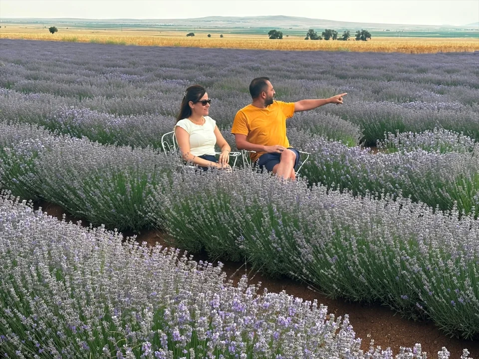 Konya lavanta üretiminde ön plana çıkıyor