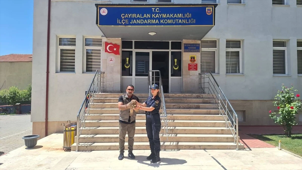 Yozgat'ta yaralı şahin tedavi altına alındı
