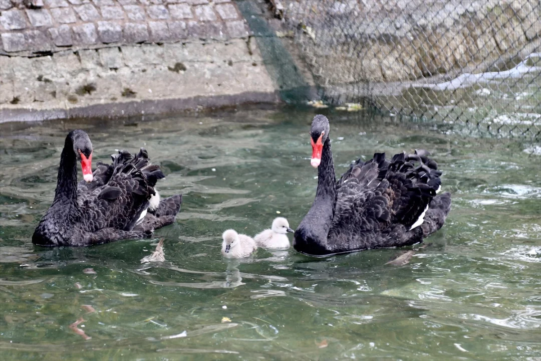 Kuğulu Park'ta yavru heyecanı