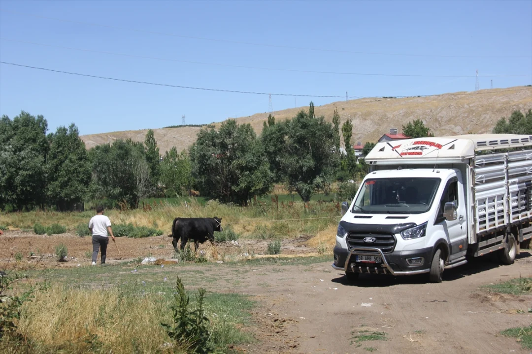 Sivas'ta ahırdan kaçan büyükbaş hayvan 2 saatlik kovalamacanın ardından yakalandı