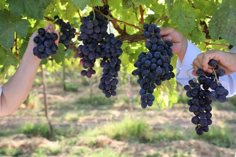 Destici Bağ Bozumuna Katıldı