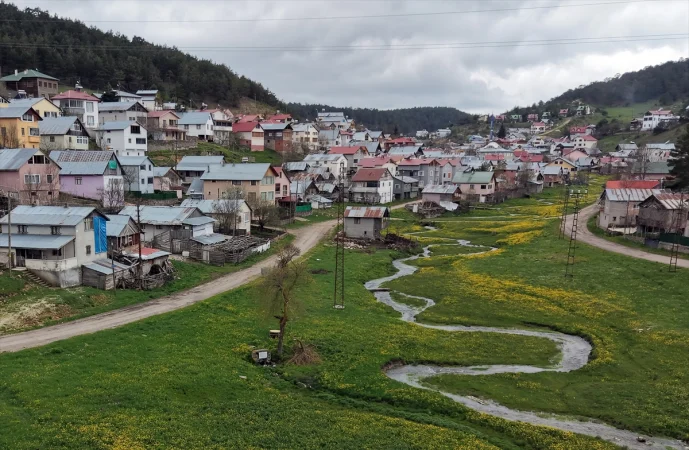 Eğriçimen Yaylası baharda sarı papatyalarla renklendi