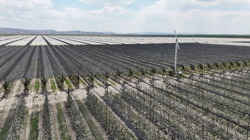 Karaman'daki elma bahçelerinde biyoteknik mücadele sayesinde ilaç kullanımı azaldı