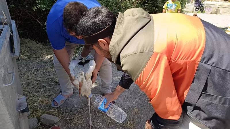 Sivas'ta tedavisi tamamlanan yaralı leylek yavrusu yuvasına bırakıldı