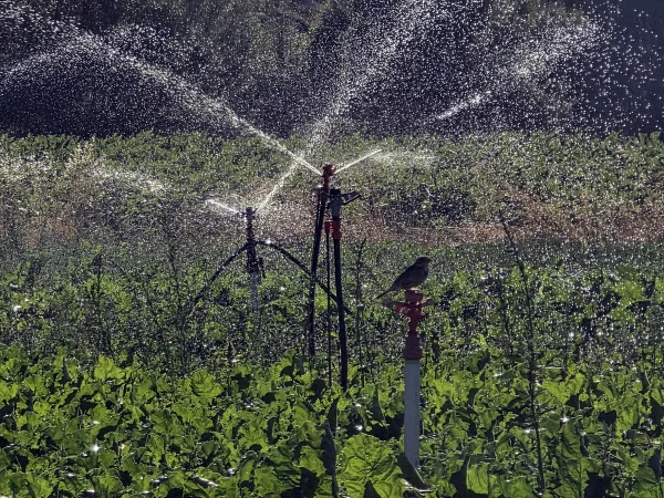 Pusat-Özen ve İmranlı barajlarındaki doluluk çiftçileri sevindirdi