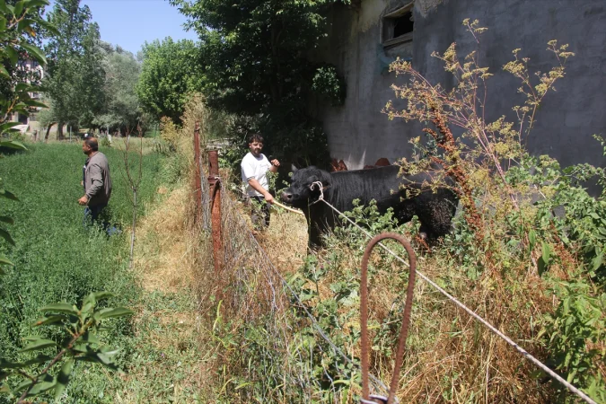 Sivas'ta ahırdan kaçan büyükbaş hayvan 2 saatlik kovalamacanın ardından yakalandı