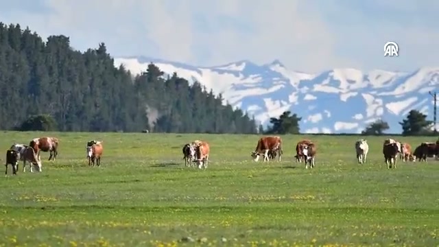 Kars'ta bahar ve kış bir arada yaşanıyor