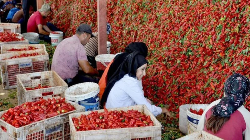 Gaziantep’te Pul Biber Mesaisi